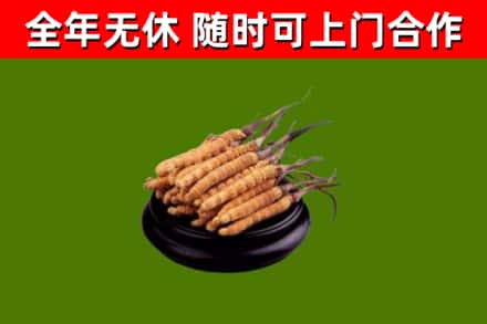 习水县回收散虫草