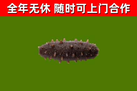 习水县回收海参干